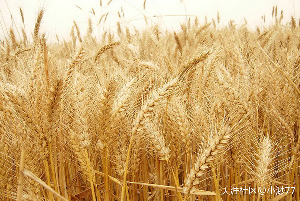 2020年小麦价格最新行情：5月小麦价格行情走势分析