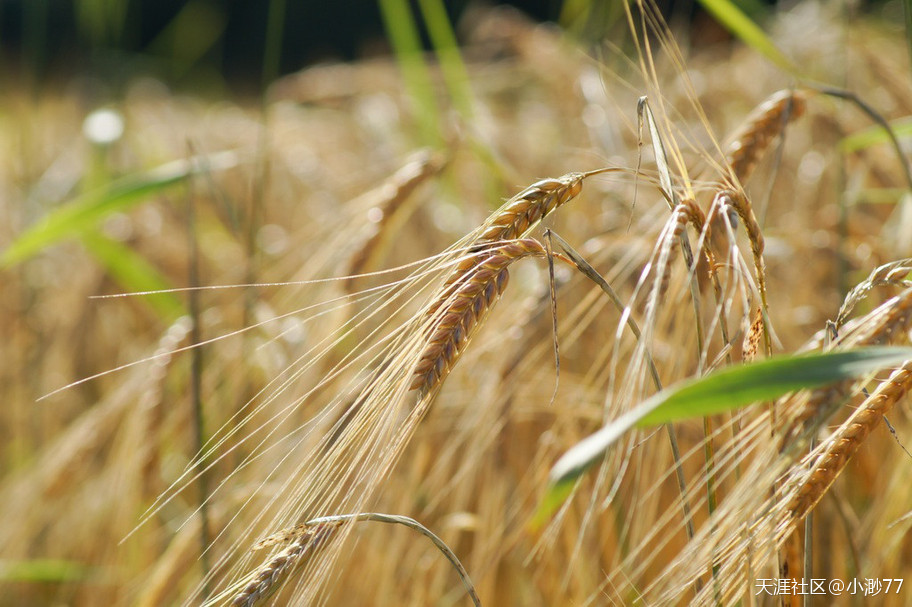 2020年小麦价格最新行情：5月小麦价格行情走势分析